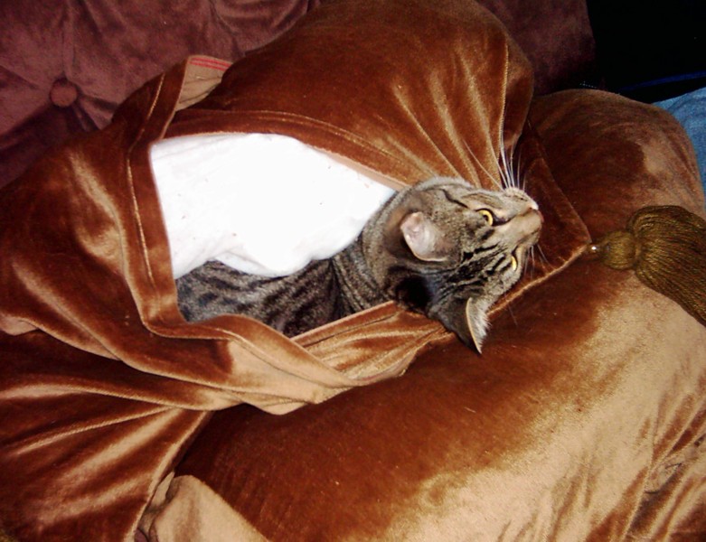 cushion saga 4; DISPLAY FULL IMAGE.