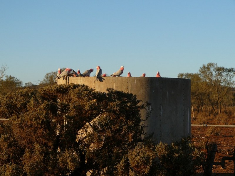 galahs at sunset 1/6; DISPLAY FULL IMAGE.