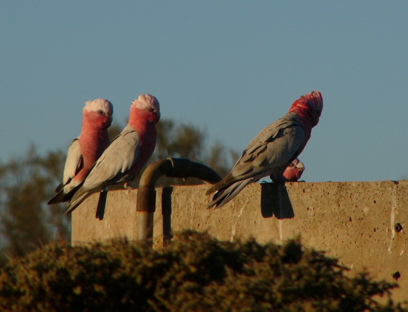 galahs at sunset 3/6; DISPLAY FULL IMAGE.