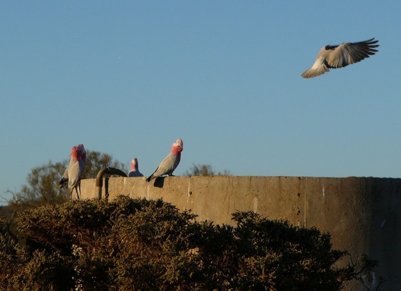 galahs at sunset 4/6; DISPLAY FULL IMAGE.