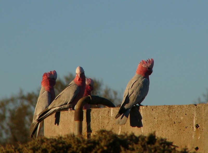 galahs at sunset 6/6; DISPLAY FULL IMAGE.