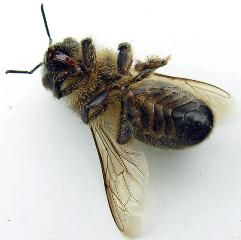 bee; DISPLAY FULL IMAGE.