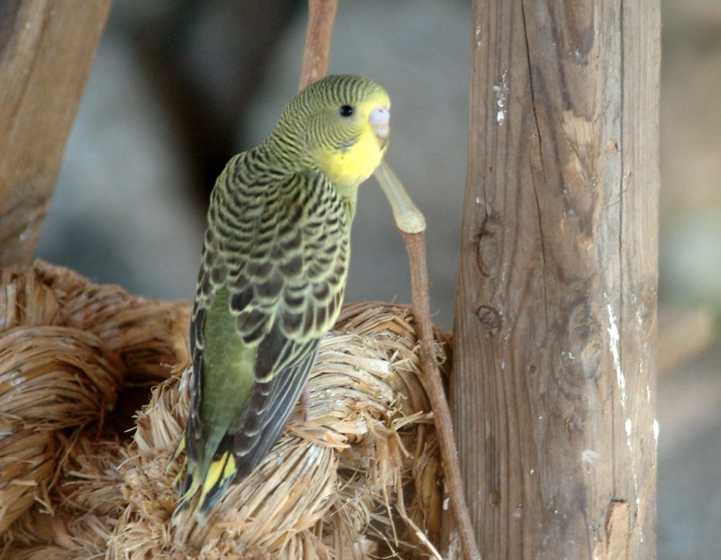 Melopsittacus undulatus (Budgerigar) {!--사랑앵무-->; DISPLAY FULL IMAGE.