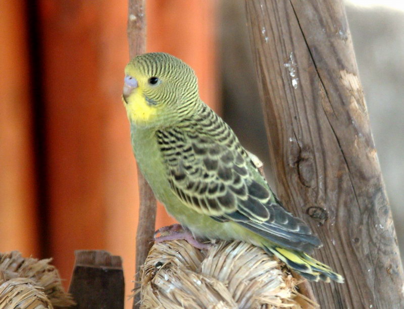 Melopsittacus undulatus (Budgerigar) {!--사랑앵무-->; DISPLAY FULL IMAGE.