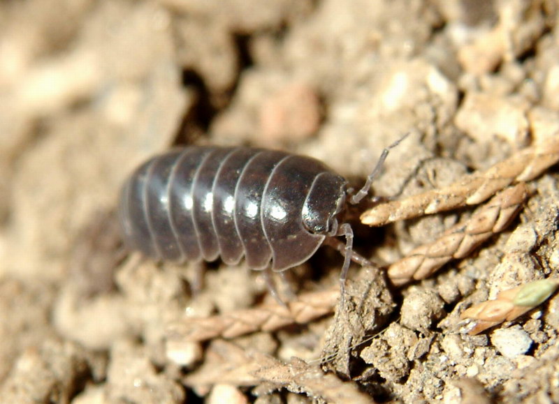 Porcellio scaber (Woodlouse) {!--쥐며느리-->; DISPLAY FULL IMAGE.