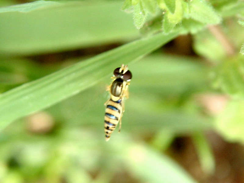 Hoverfly; DISPLAY FULL IMAGE.