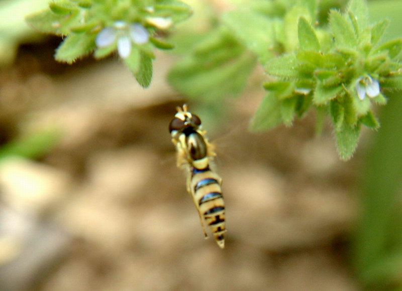 Hoverfly; DISPLAY FULL IMAGE.