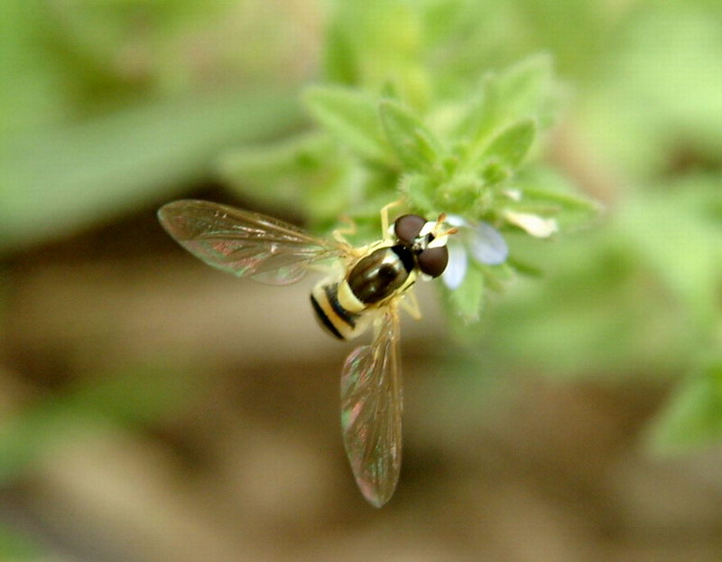 Hoverfly; DISPLAY FULL IMAGE.