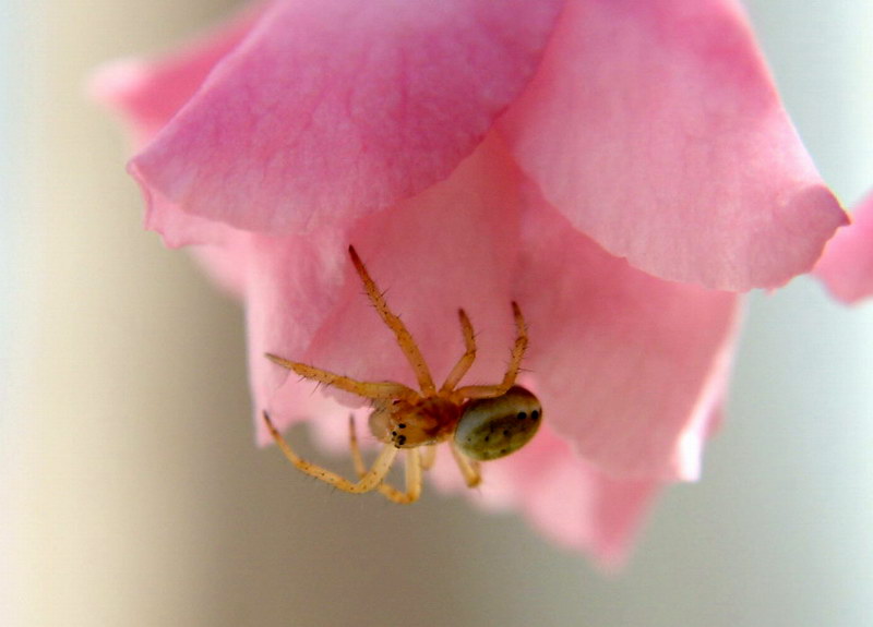 Small Green Spider on flower {!--풀색 거미-->; DISPLAY FULL IMAGE.