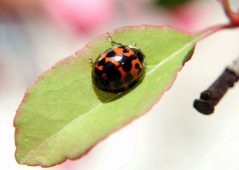 Ladybird on leaf {!--무당벌레-->; DISPLAY FULL IMAGE.