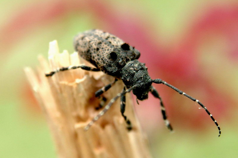 Moechotypa diphysis (Hairy Long-horned Toad Beetle) {!--털두꺼비하늘소-->; DISPLAY FULL IMAGE.