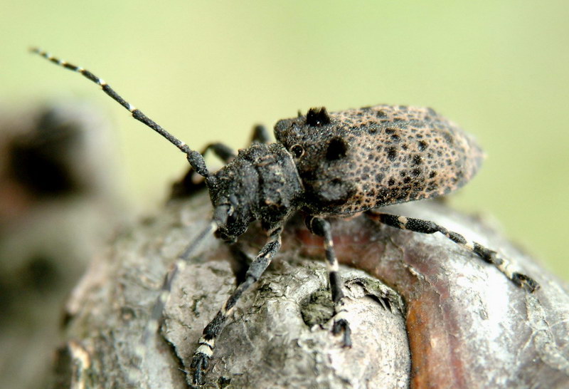 Moechotypa diphysis (Hairy Long-horned Toad Beetle) {!--털두꺼비하늘소-->; DISPLAY FULL IMAGE.