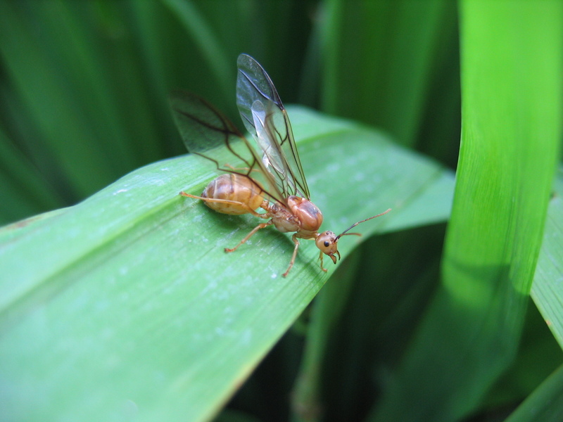 Yellow Queen Ant; DISPLAY FULL IMAGE.