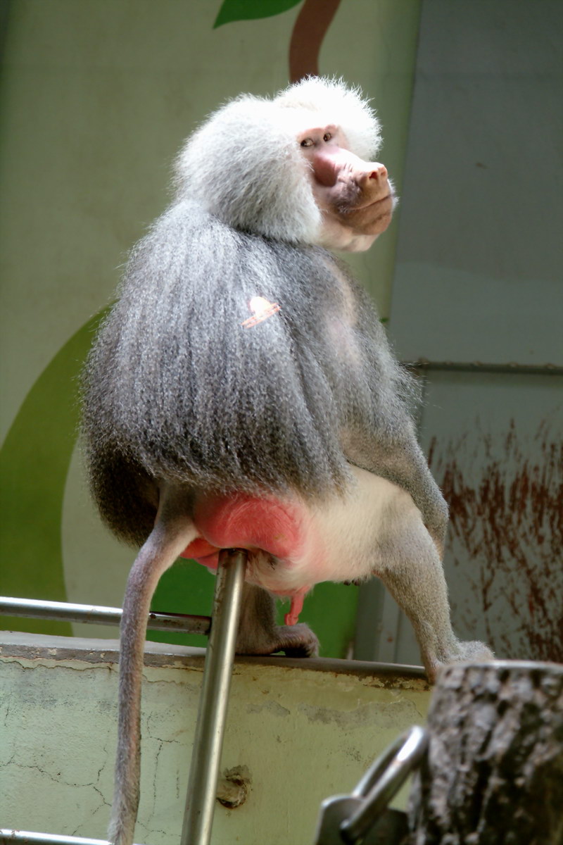 Hamadryas Baboon male (Papio hamadryas) {!--망토개코원숭이-->; DISPLAY FULL IMAGE.