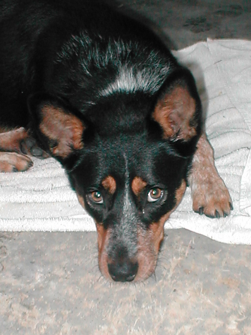 Kosciuzsko Blue Cattle Dog; DISPLAY FULL IMAGE.