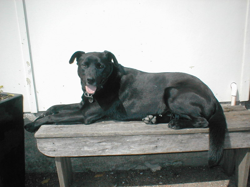 Kilimanjaro Black Labrador Kelpie Cross; DISPLAY FULL IMAGE.