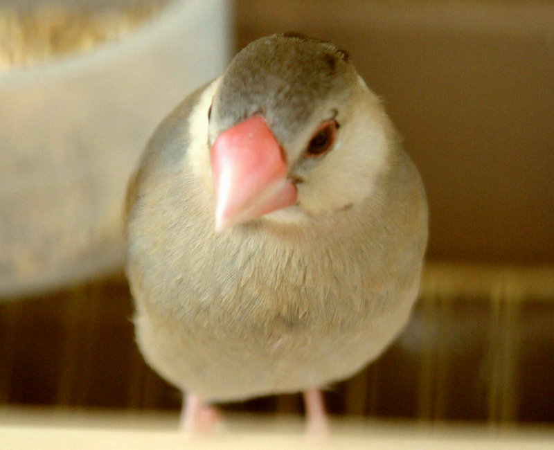 Padda oryzivora (Java Sparrow) {!--문조-->; DISPLAY FULL IMAGE.