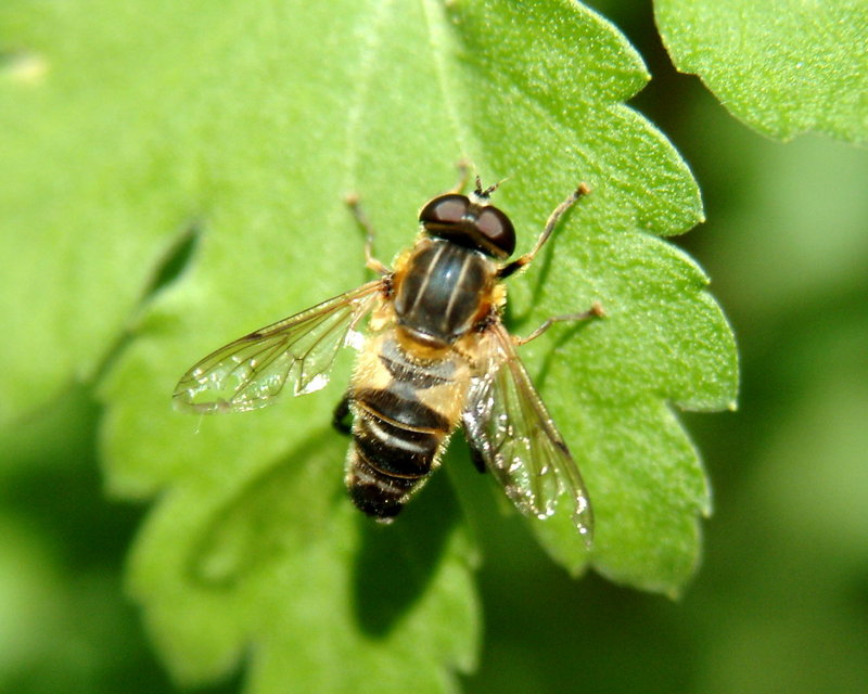 Hoverfly; DISPLAY FULL IMAGE.