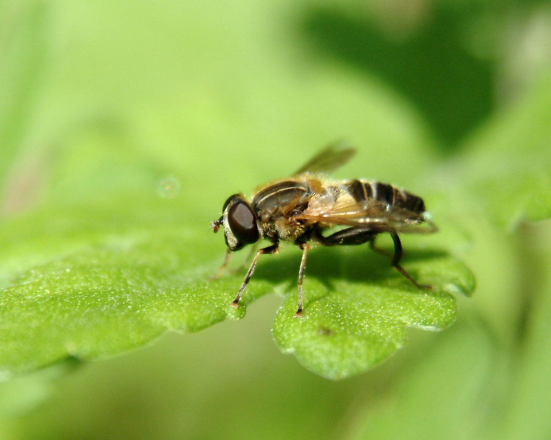 Hoverfly; DISPLAY FULL IMAGE.