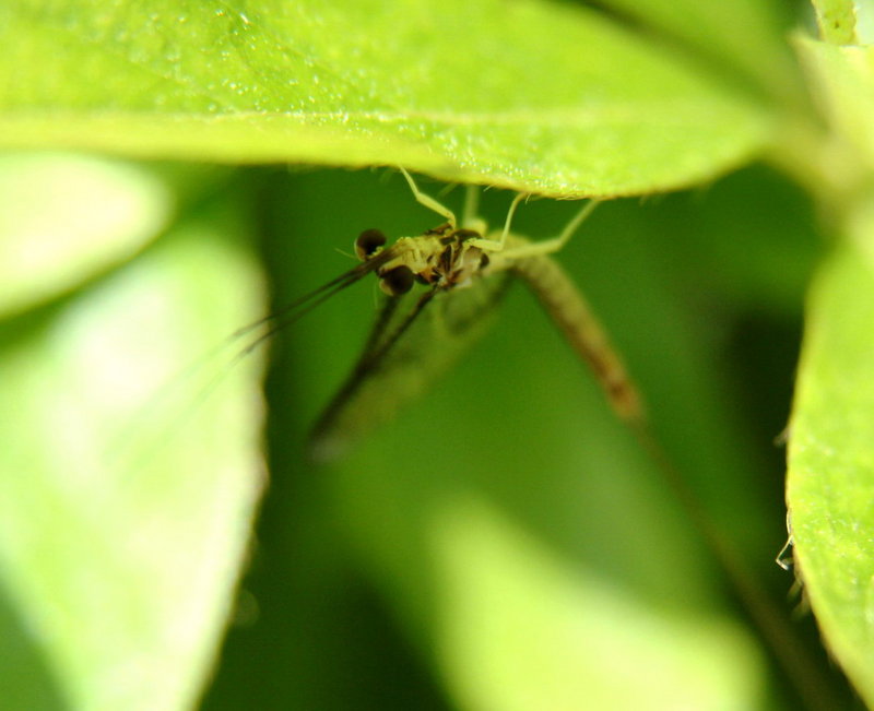Mayfly; DISPLAY FULL IMAGE.