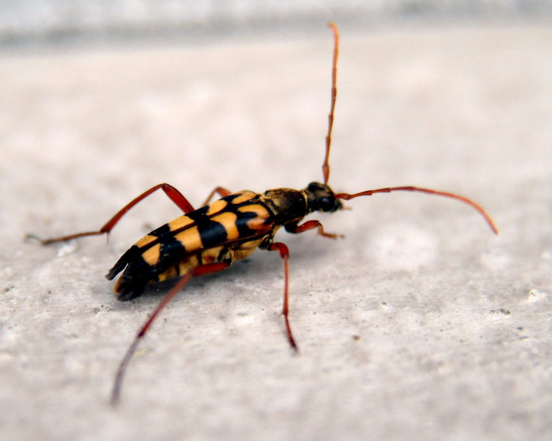 Leptura arcuata (Yellow-banded Longicorn Beetle) {!--긴알락꽃하늘소-->; DISPLAY FULL IMAGE.