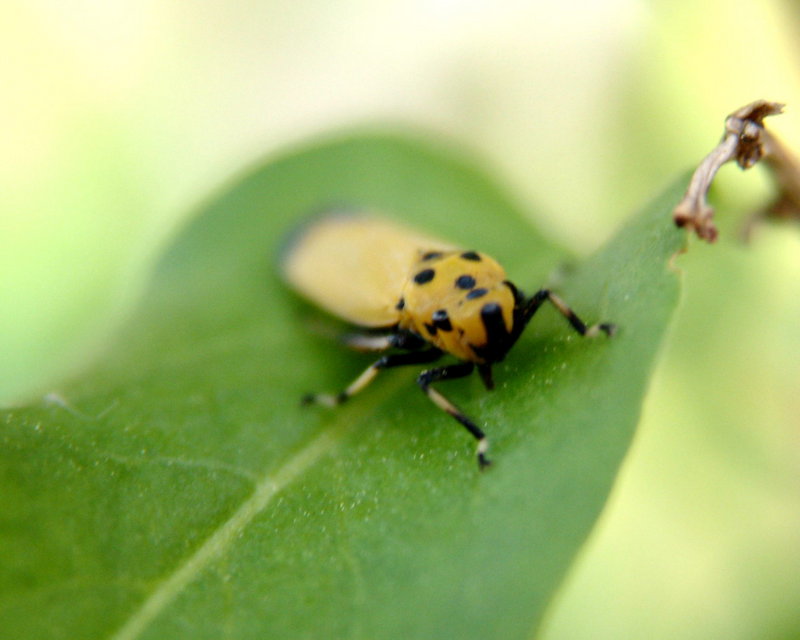 Bothrogonia japonica (Black-tipped leafhopper) {!--끝검은말매미충-->; DISPLAY FULL IMAGE.