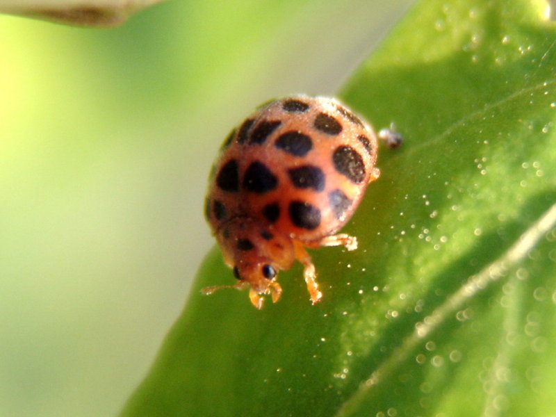 Ladybug or Leafbug; DISPLAY FULL IMAGE.