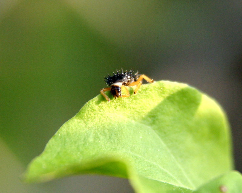 Ladybug caterpillar {!--무당벌레 애벌레-->; DISPLAY FULL IMAGE.