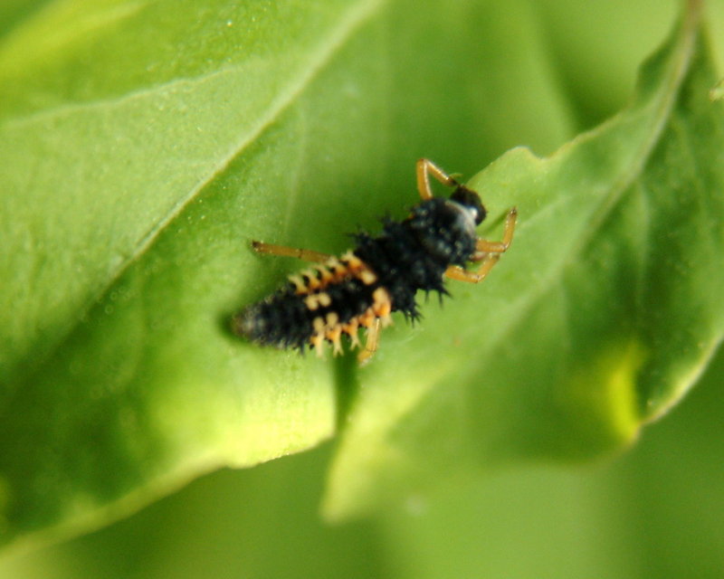 Ladybug caterpillar {!--무당벌레 애벌레-->; DISPLAY FULL IMAGE.