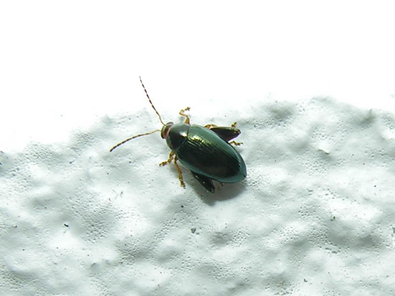 beatle; DISPLAY FULL IMAGE.