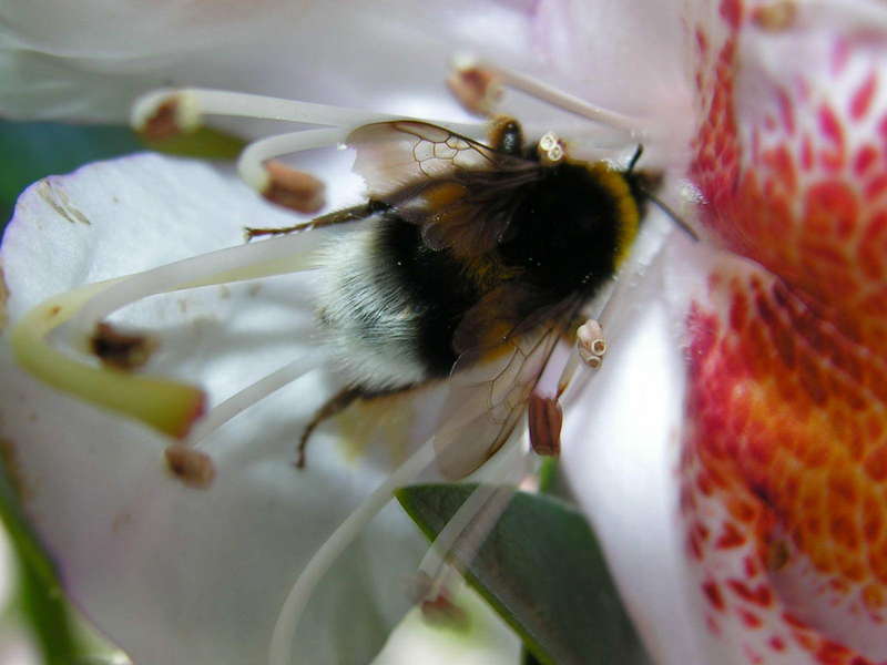 bumble bee; DISPLAY FULL IMAGE.