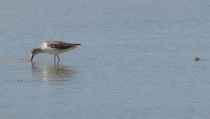 looking for lunch - common greenshank (Tringa nebularia); DISPLAY FULL IMAGE.