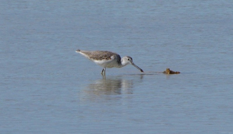 looking for lunch - common greenshank (Tringa nebularia); DISPLAY FULL IMAGE.