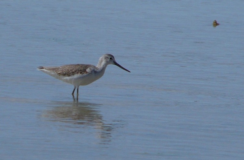 looking for lunch - common greenshank (Tringa nebularia); DISPLAY FULL IMAGE.