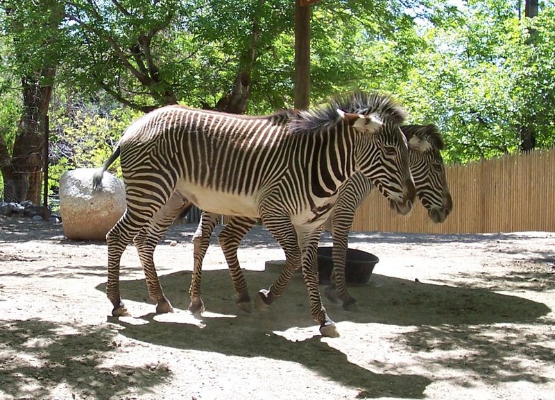Grevy's Zebra (Equus grevyi); DISPLAY FULL IMAGE.
