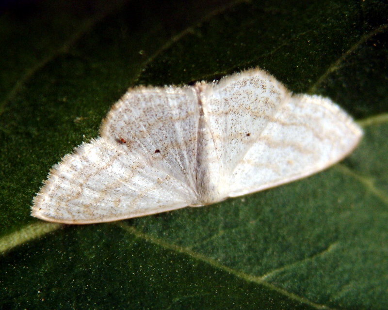 Scopula nigropunctata (Sub-angled Wave Moth) {!--앞노랑애기자나방-->; DISPLAY FULL IMAGE.