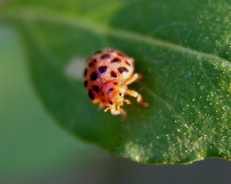 Ladybug or Leafbug; DISPLAY FULL IMAGE.