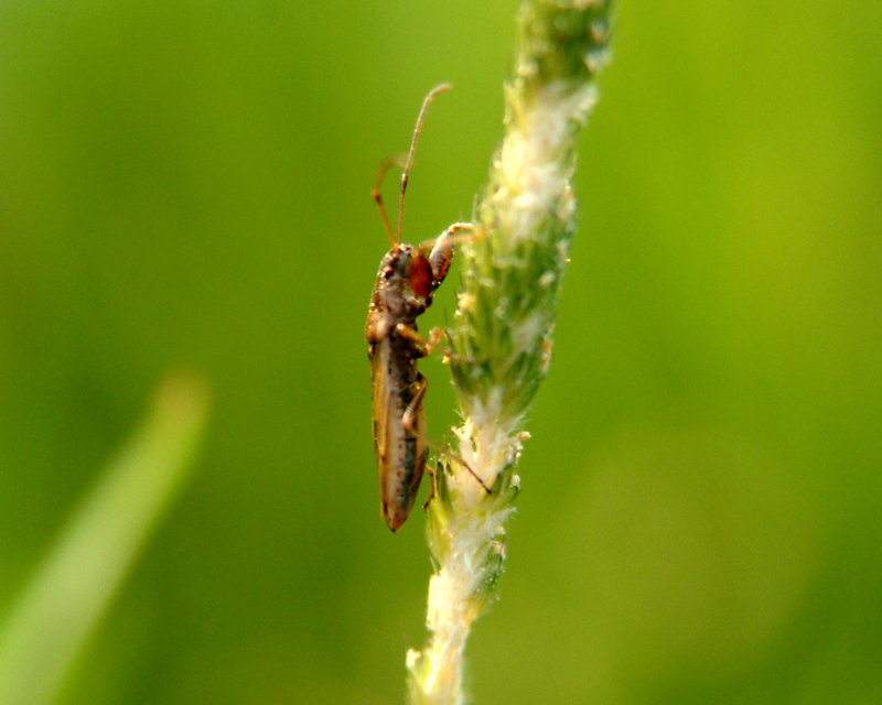 Bug; DISPLAY FULL IMAGE.