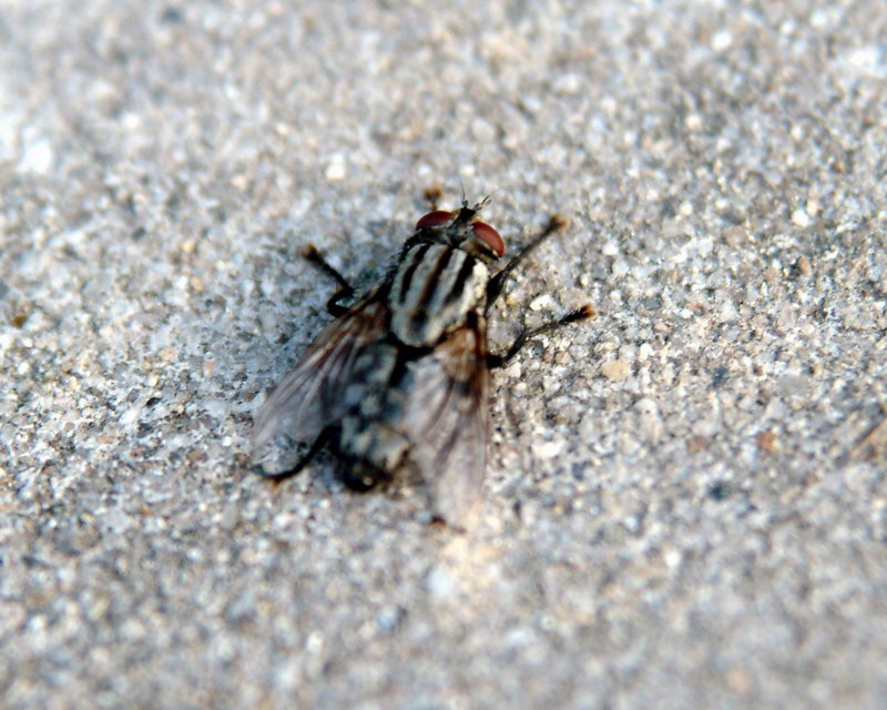 Fly {!--파리-->; DISPLAY FULL IMAGE.