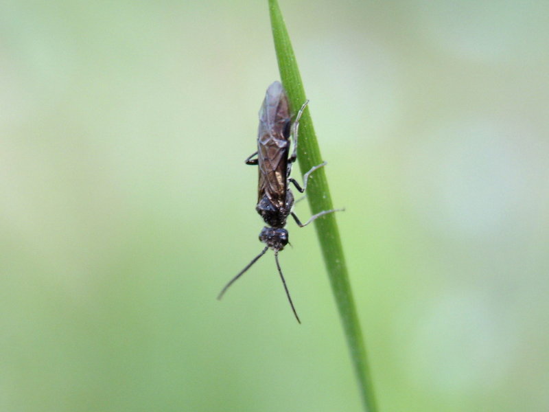Bug; DISPLAY FULL IMAGE.