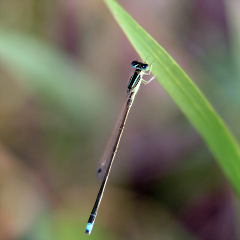 Damselfly {!--실잠자리-->; DISPLAY FULL IMAGE.