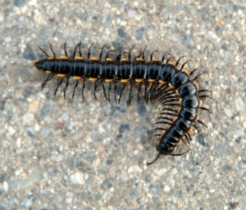 Millipede {!--황주노래기 Orthomorphella pekuensis 한국산 노래기-->; DISPLAY FULL IMAGE.