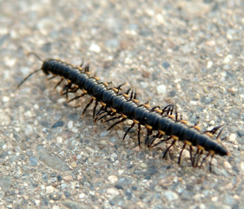 Millipede {!--황주노래기 Orthomorphella pekuensis 한국산 노래기-->; DISPLAY FULL IMAGE.