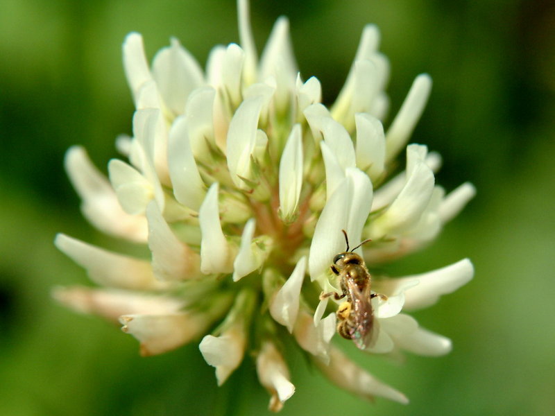 Very small bee on flower {!--벌-->; DISPLAY FULL IMAGE.