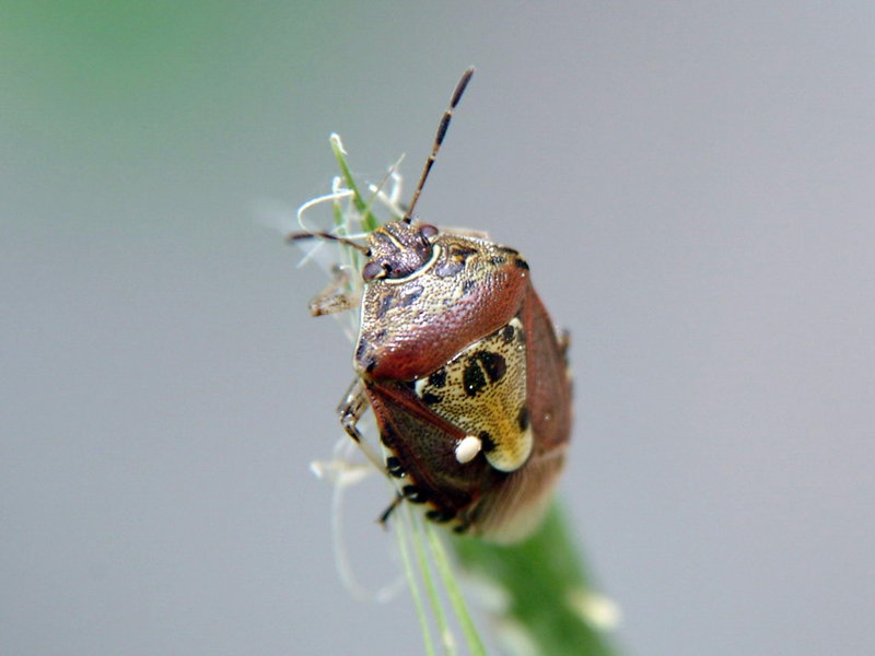 Stinkbug {!--알락수염노린재-->; DISPLAY FULL IMAGE.