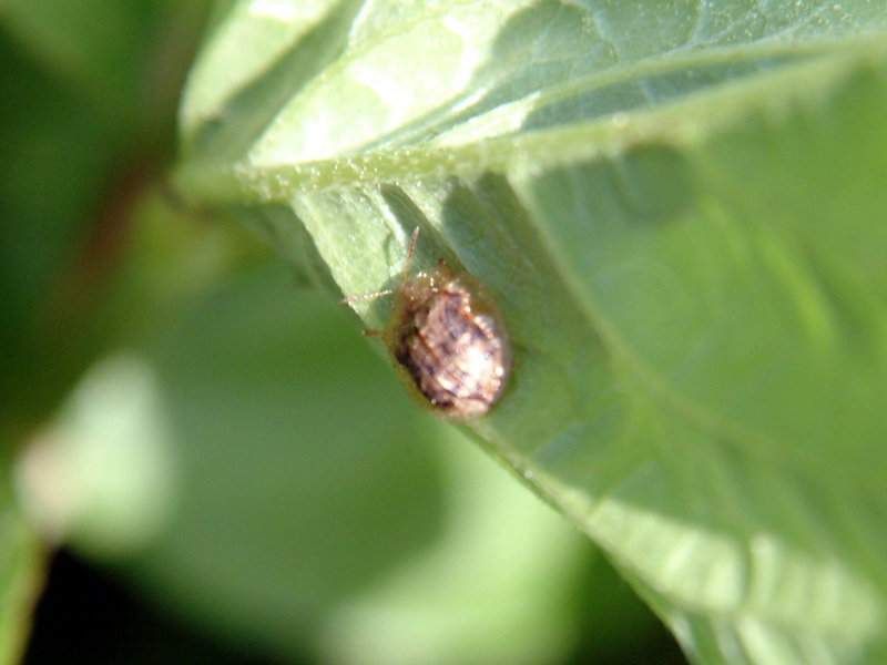 Tortoise Beetle? {!--남생이잎벌레 종류?-->; DISPLAY FULL IMAGE.