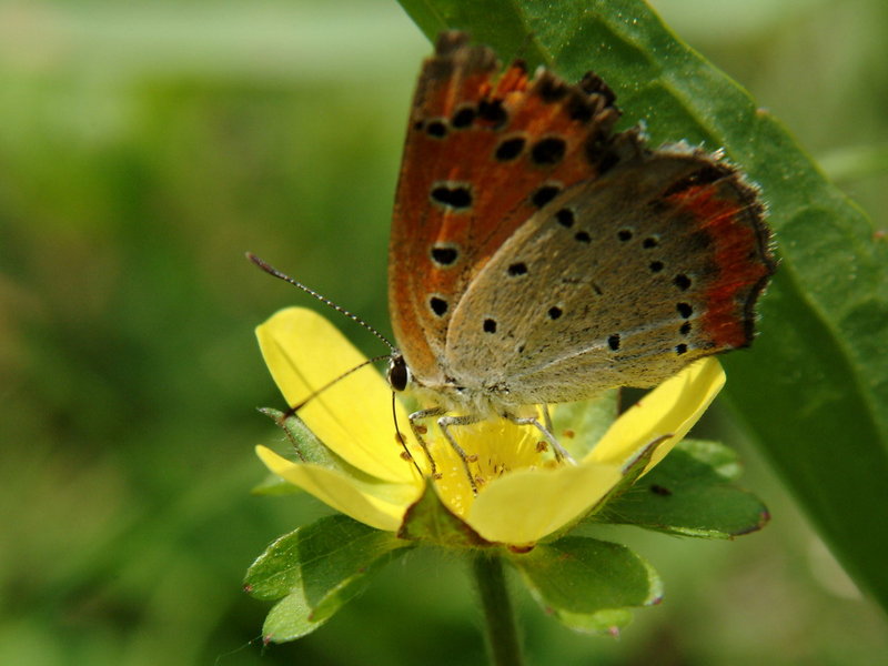 Lycaena phlaeas (Small Copper Butterfly) {!--작은주홍부전나비-->; DISPLAY FULL IMAGE.