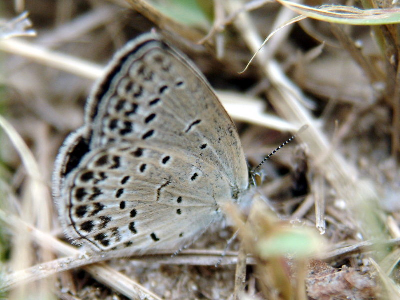 Pseudozizeeria maha (Pale Grass Blue Butterfly) {!--남방부전나비-->; DISPLAY FULL IMAGE.