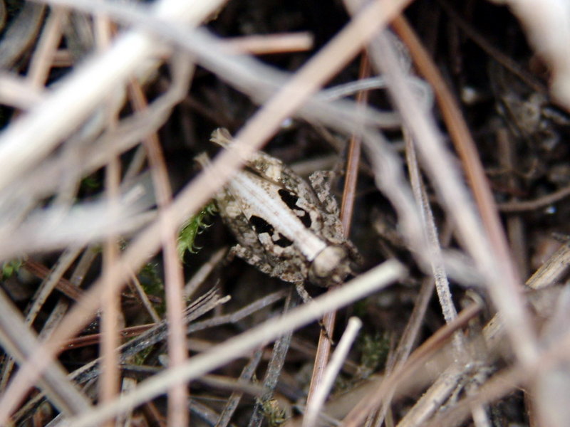 Grasshopper instar {!--어린 메뚜기-->; DISPLAY FULL IMAGE.