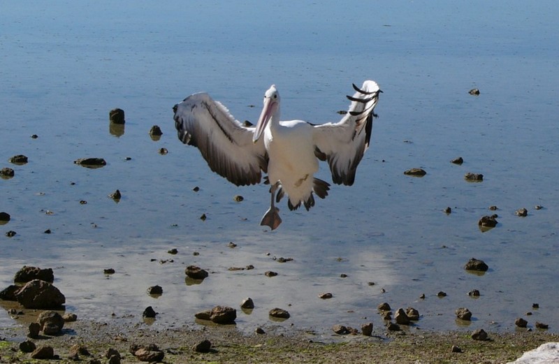 One-legged Australian pelican 1; DISPLAY FULL IMAGE.